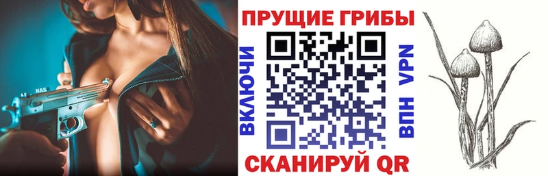 Псилоцибиновые грибы Psilocybine cubensis  Тосно 
